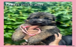 German Shepherd dogs for sale: GSD puppies' fluffy coats - Image 7