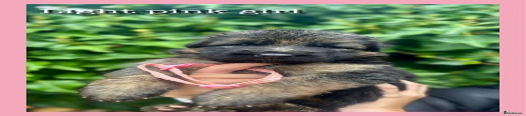 German Shepherd Pink/White dots