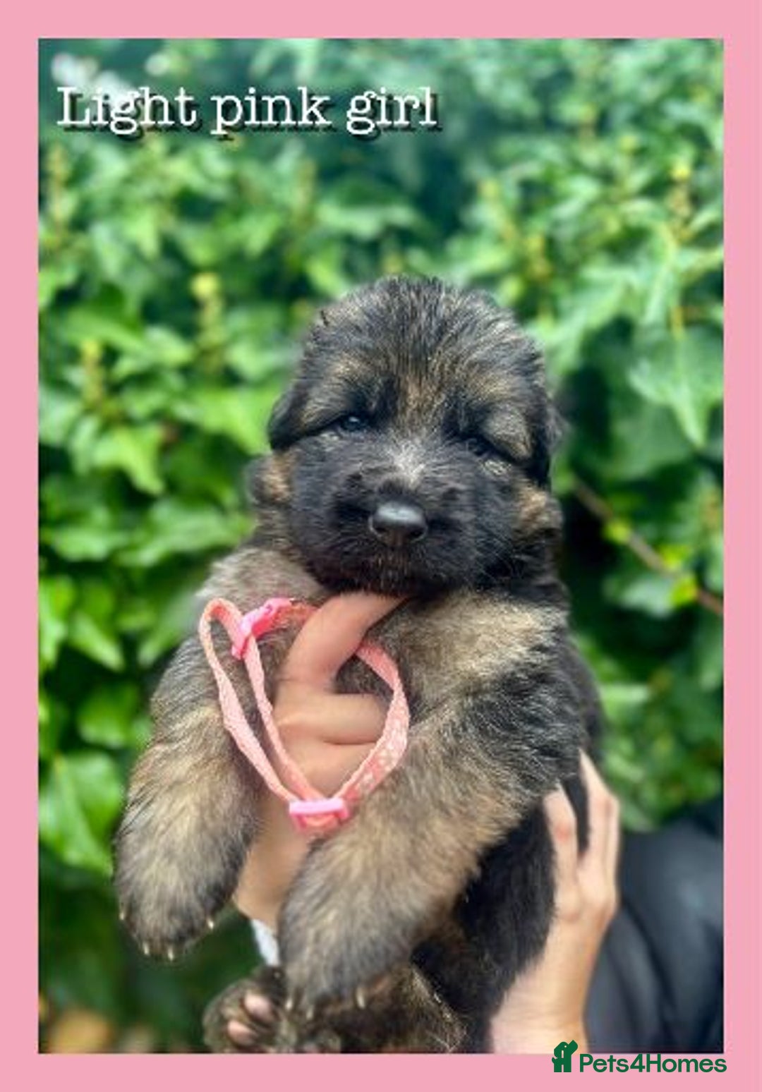German Shepherd dogs for sale: GSD puppies' fluffy coats - Image 7