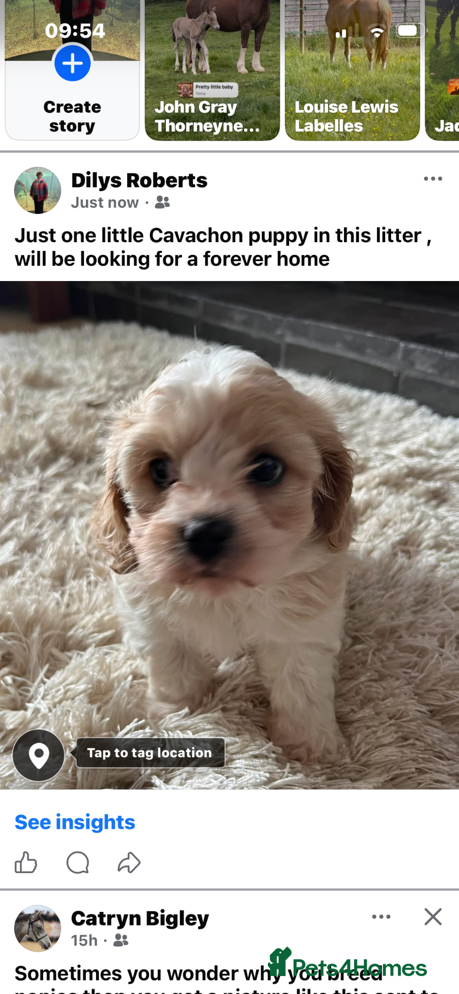 Cavachon dogs  Cavachon bitch puppy - Advert 10