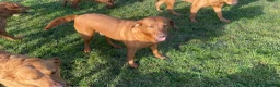 Labrador Retriever dogs for sale: THREE 6 YR OLD WORKING LABS. HIP ELBOW DNA PERFECT - Advert 7