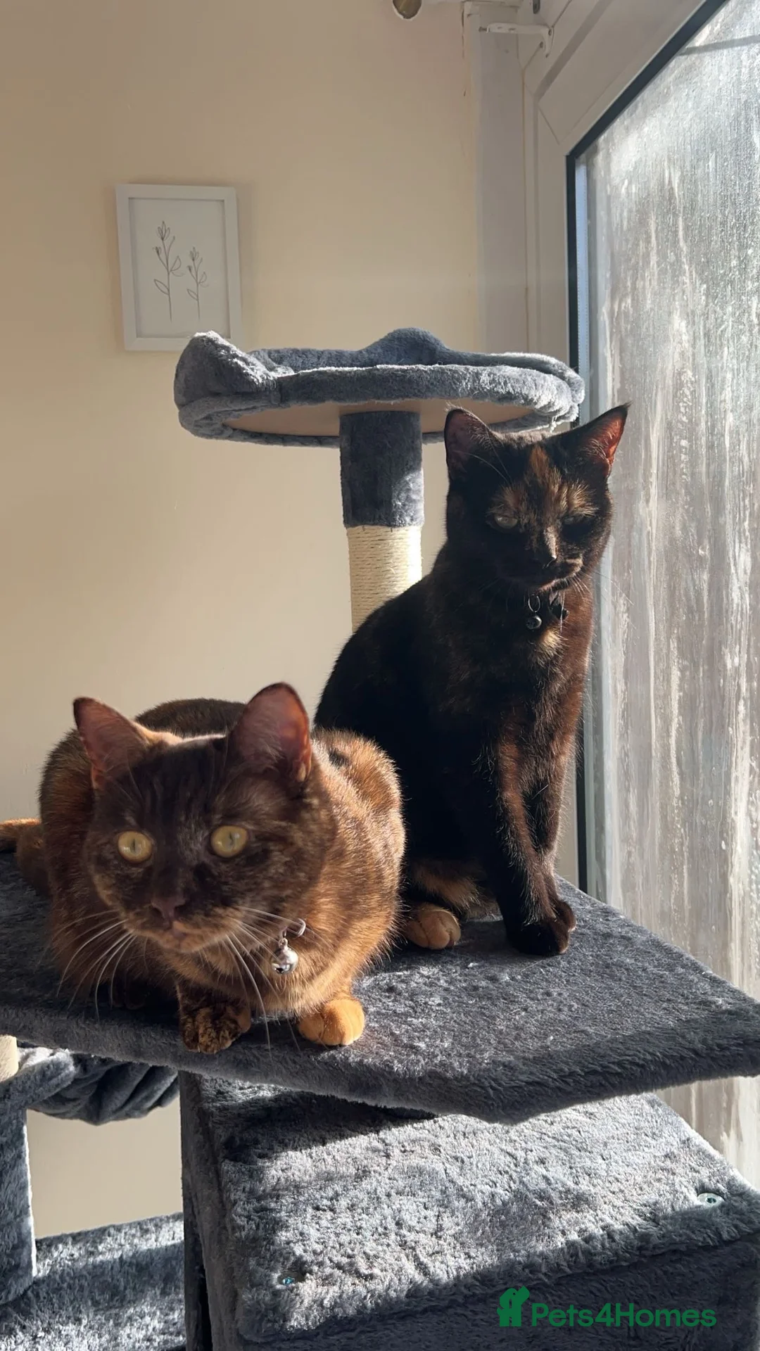 Mixed Breed cats for sale: 2 female Tortoiseshell cats - Advert 1
