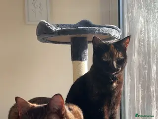 Mixed Breed cats 2 female Tortoiseshell cats - Advert 1