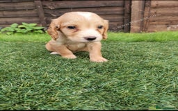 Cocker Spaniel dogs for sale: Cocker puppies for sale - Image 4