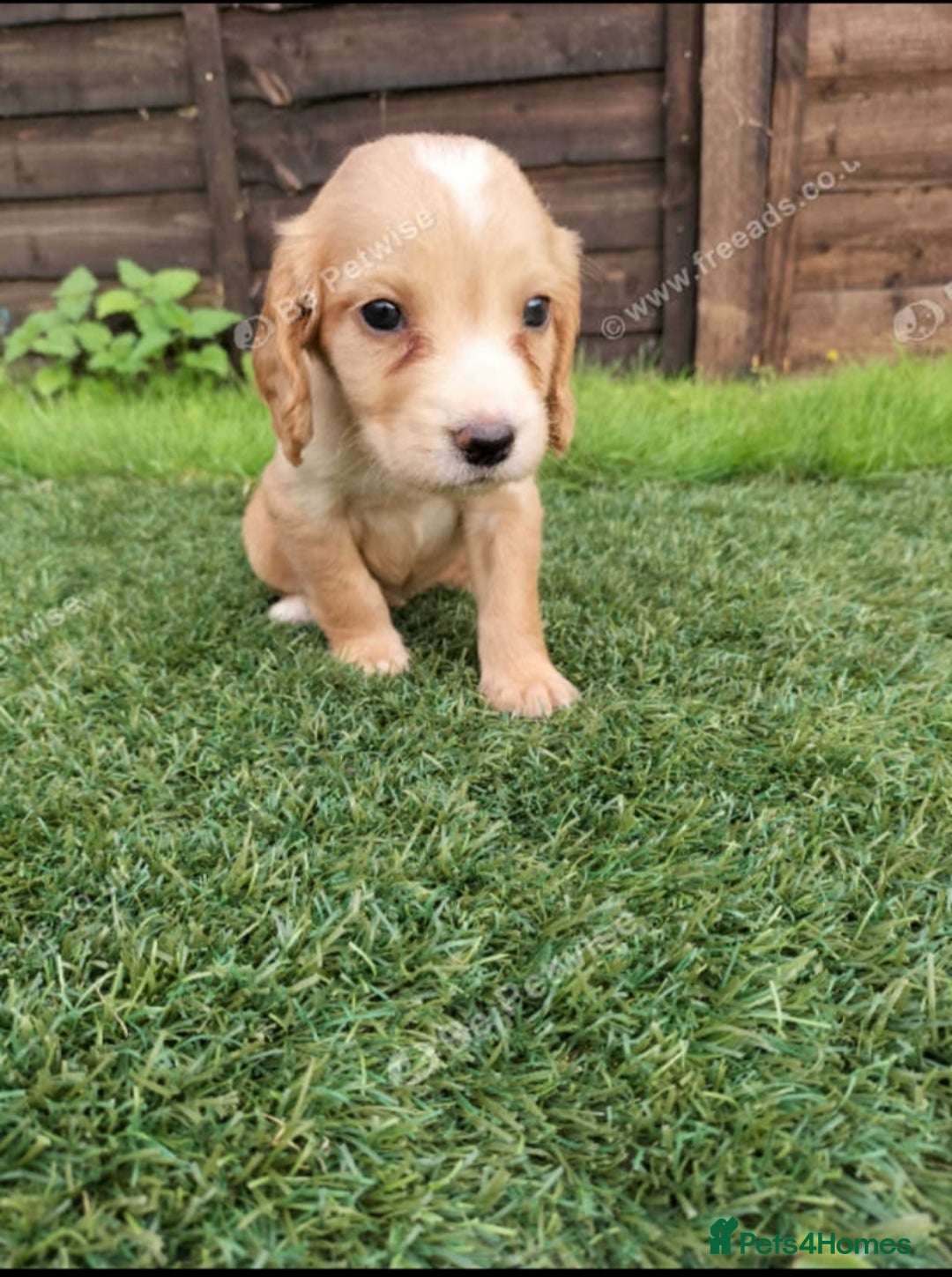 Cocker Spaniel dogs for sale: Cocker puppies for sale - Image 4