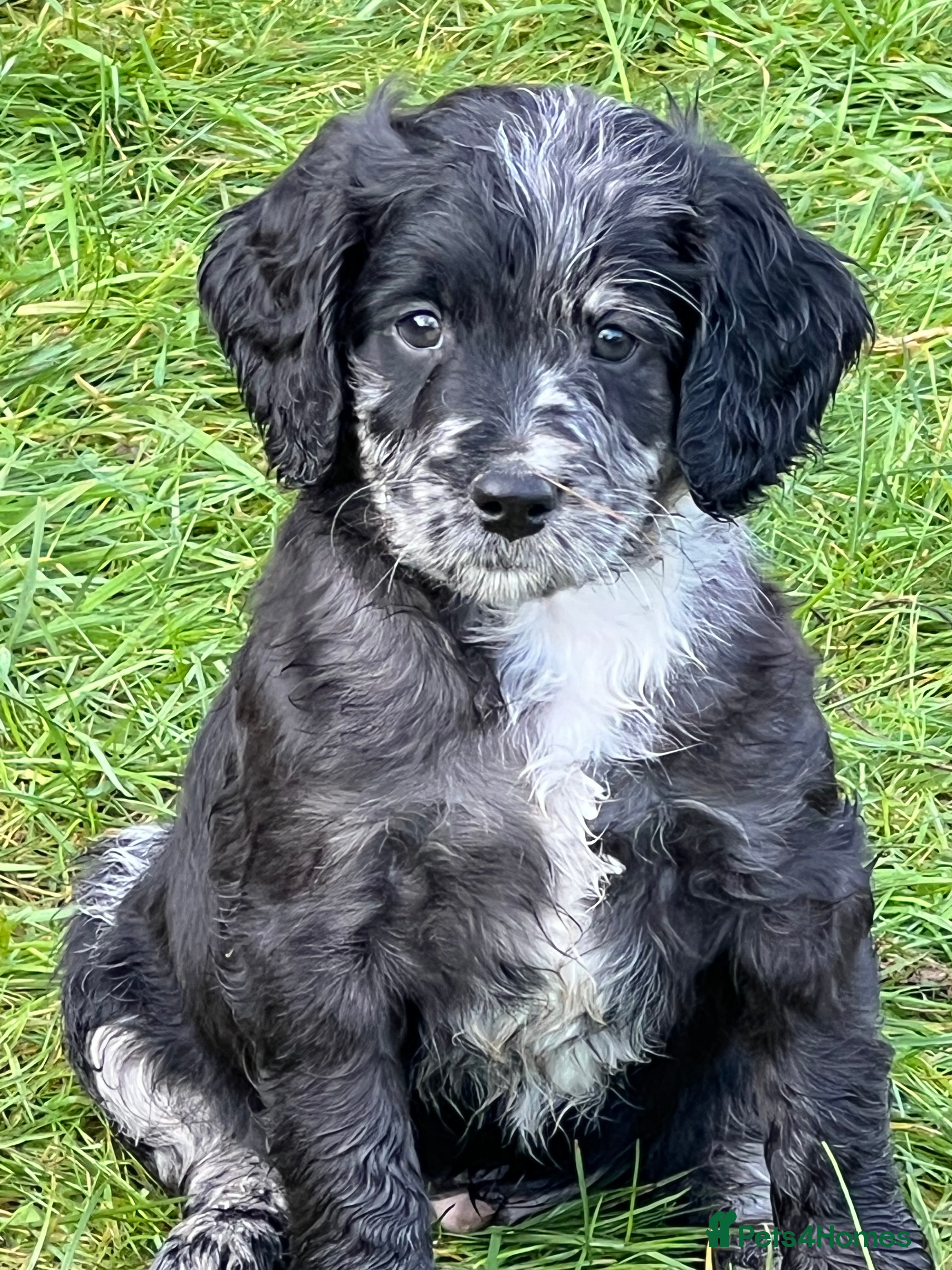 Sproodle dogs Merle F1 Sproodle boy 5⭐️Licenced Breeder full DNA - Advert 2