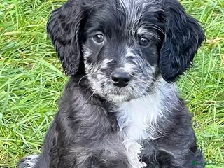 Sproodle dogs Merle F1 Sproodle boy 5⭐️Licenced Breeder full DNA - Advert 2