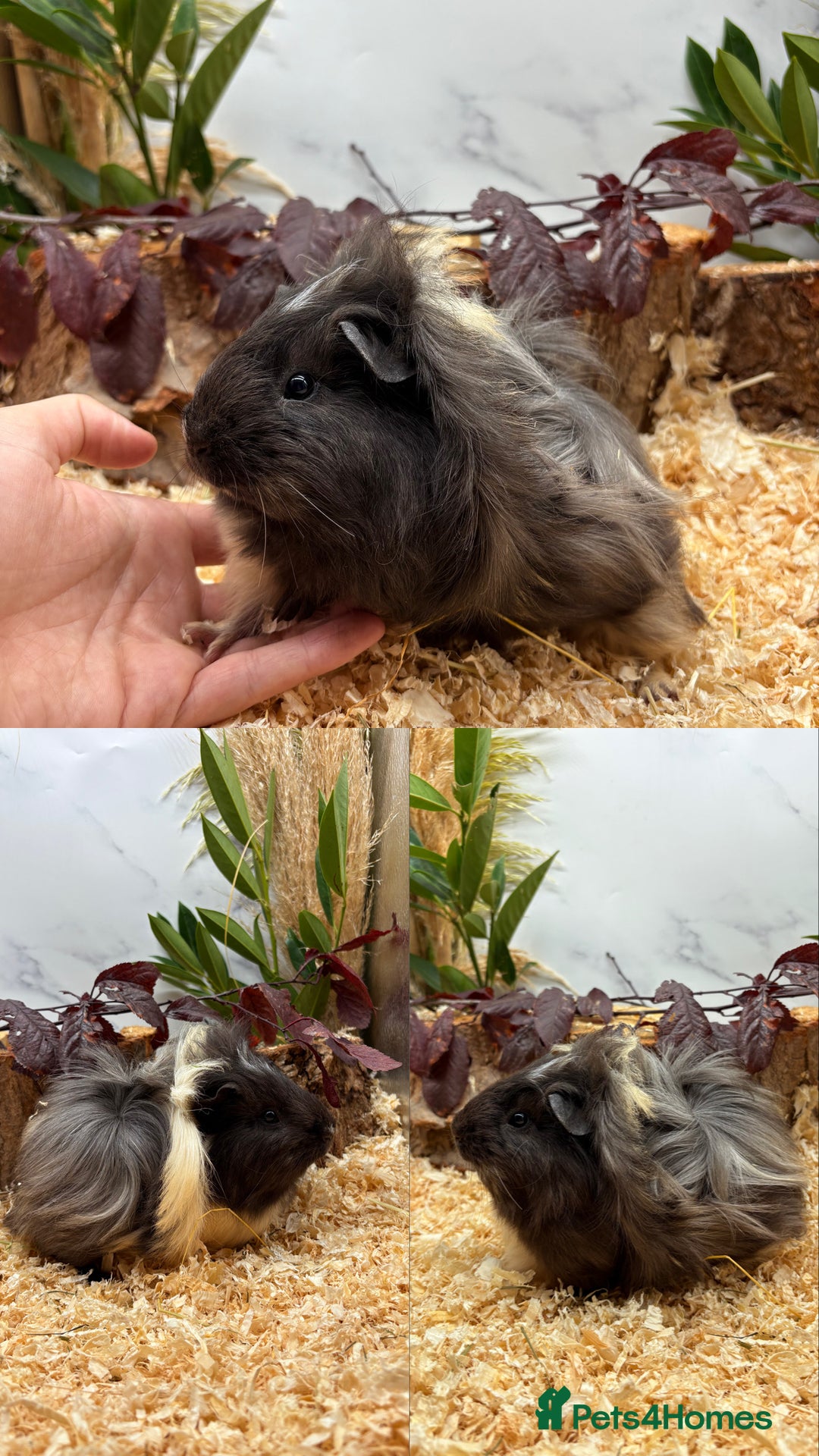 Guinea Pig rodents for sale: ✨Lots of Baby boy Guinea Pigs ✨🐹🩵 - Image 8