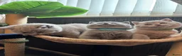 British Shorthair cats for sale: British shorthaired male kittens  in Wolverhampton - Advert 10