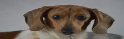 Miniature Dachshund dogs for sale: Mini smooth dachshund puppies  - Advert 11