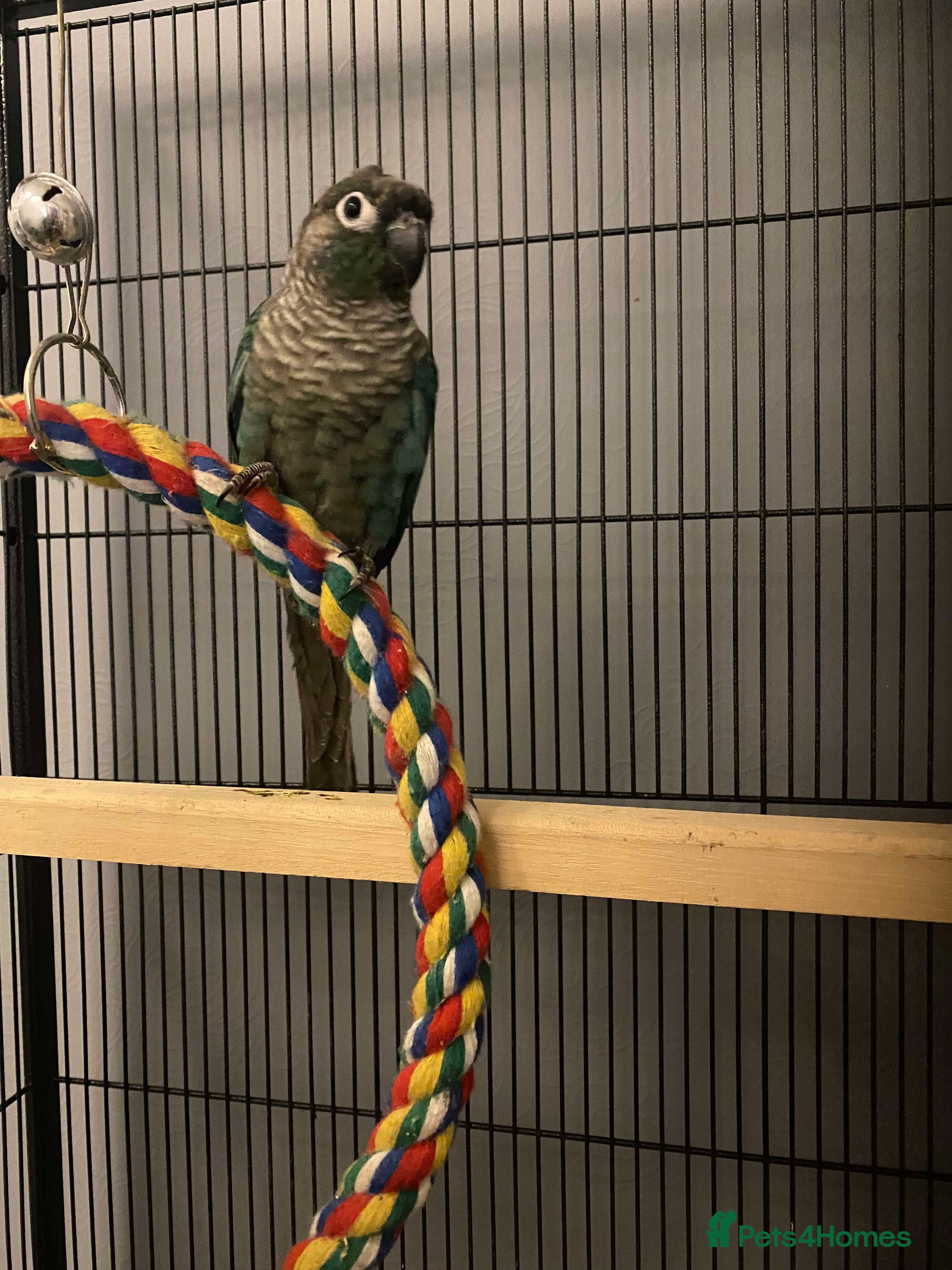 Conures birds Blue cheek conure free - Advert 1