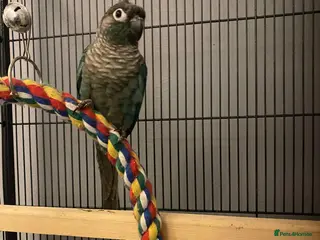 Conures birds Blue cheek conure free - Advert 1