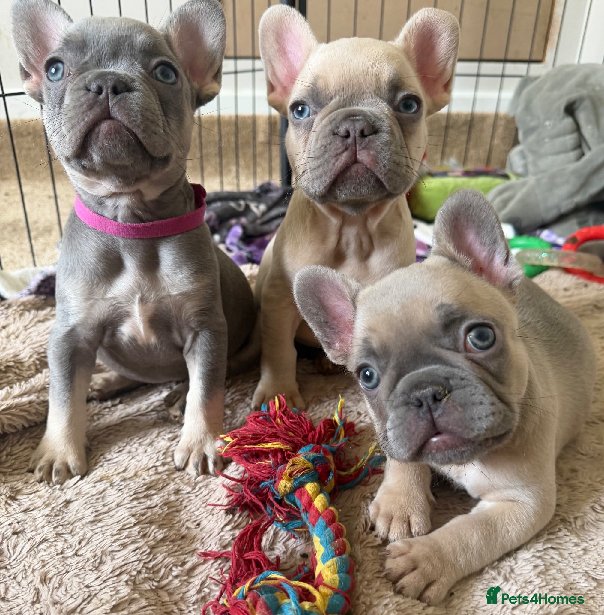 French Bulldog dogs French bulldog puppies x3 (2male/1female) - Advert 13