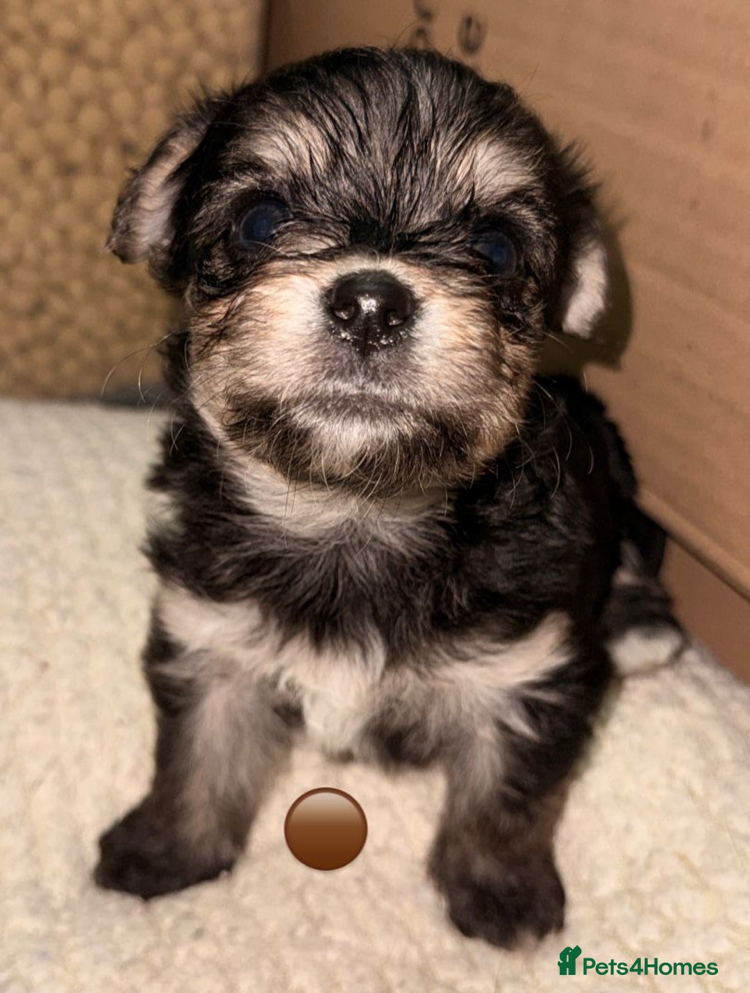 Mixed Breed dogs for sale: Five healthy puppies looking for a living home!  - Advert 11