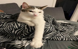 Mixed Breed cats for sale: 2 adorable cats looking for a new loving home - Image 10