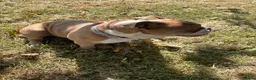 English Bulldog dogs for sale: Destiny  - Advert 3
