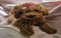 Cavapoo dogs for sale: Female Cavapoo pup  - Image 6