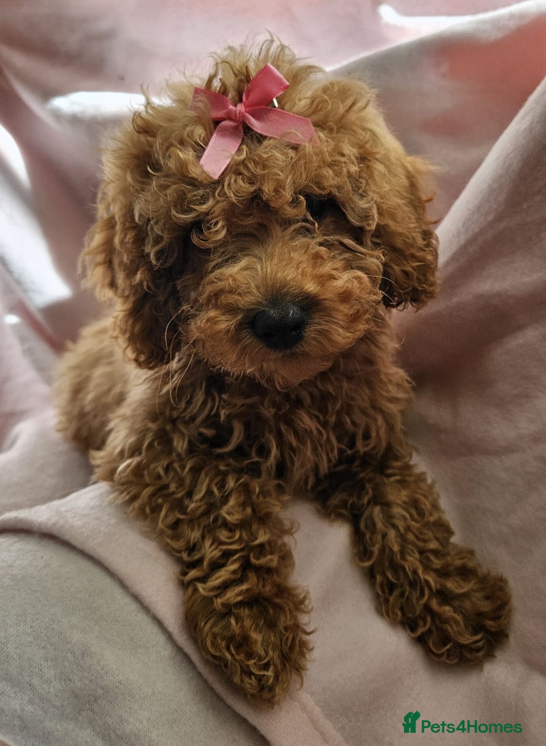 Cavapoo dogs for sale: Female Cavapoo pup  - Image 6