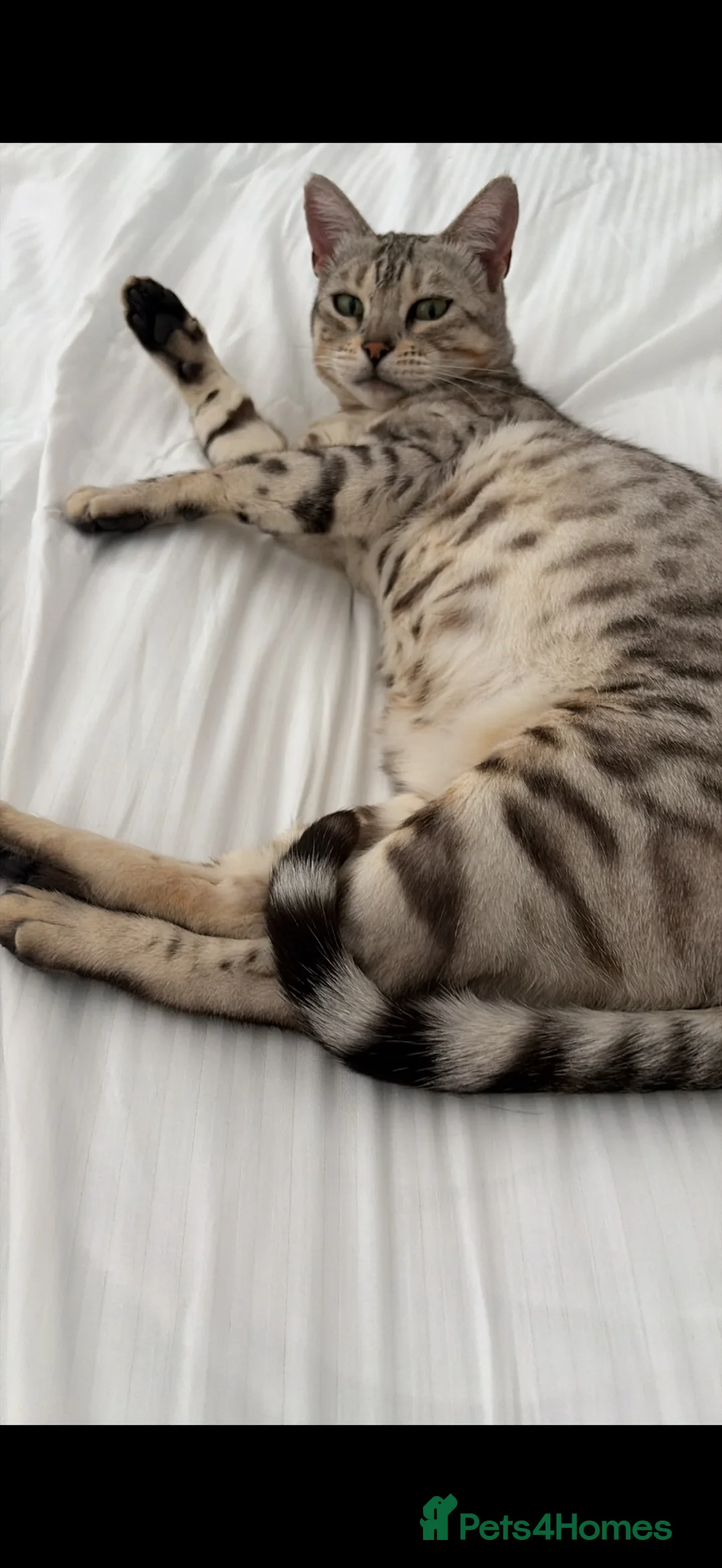 Bengal cats for sale: Bengal kittens - Advert 1