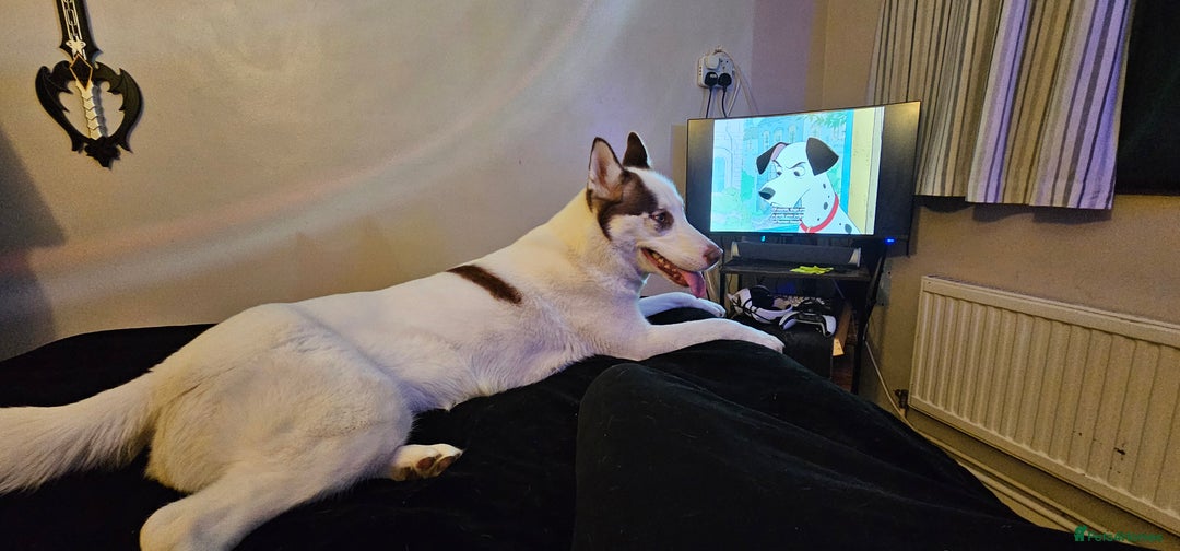 Siberian Husky dogs for sale: Her name is Elara - Advert 5