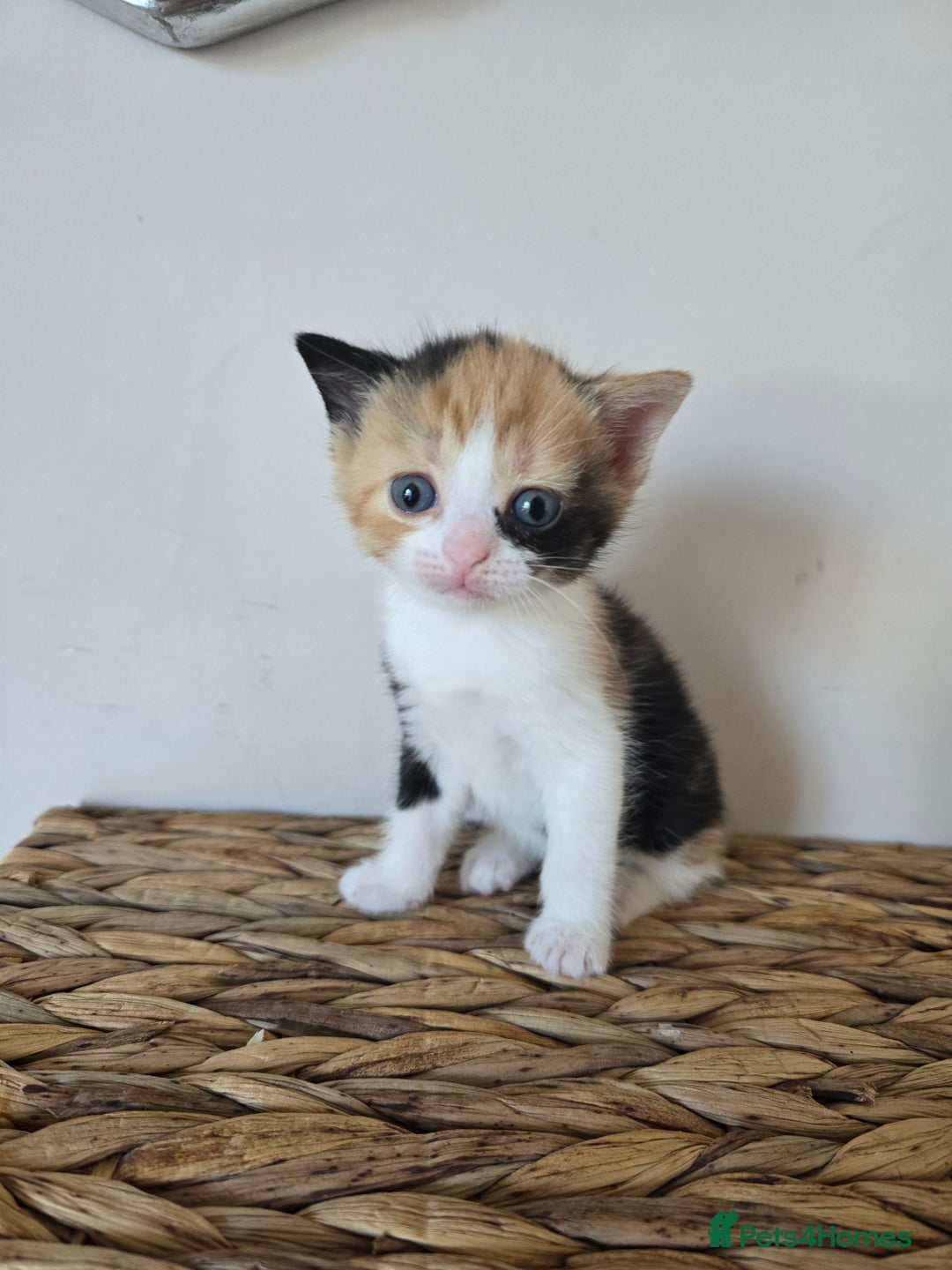 Mixed Breed cats for sale: 🌟2 mix breed/ British short haired females 🌟  - Image 4