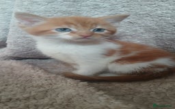 Mixed Breed cats for sale: 3 ginger males 1 calico female - Image 2
