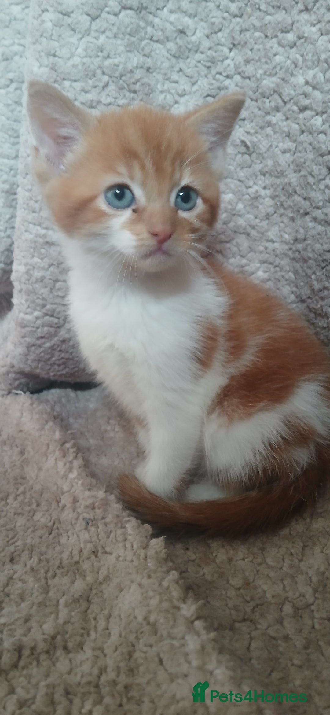 Mixed Breed cats for sale: 3 ginger males 1 calico female - Image 2