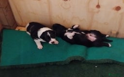 Border Collie dogs for sale: Border Collie 3/4 Kelpie 1/4 puppies - Image 13