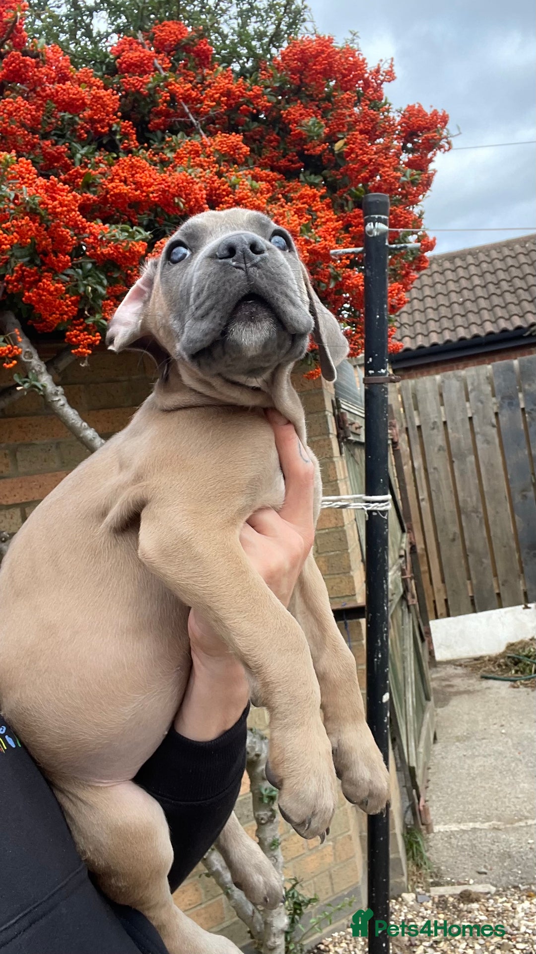 Cane Corso dogs for sale: Cane corso puppies 9 weeks old - Image 23
