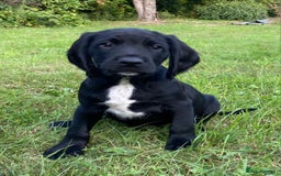 Springador dogs for sale: Gorgeous Springador Puppies - Image 10