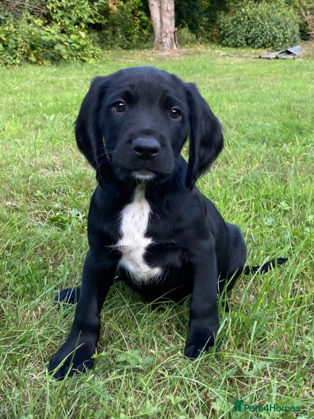 Springador dogs for sale: Gorgeous Springador Puppies - Image 10