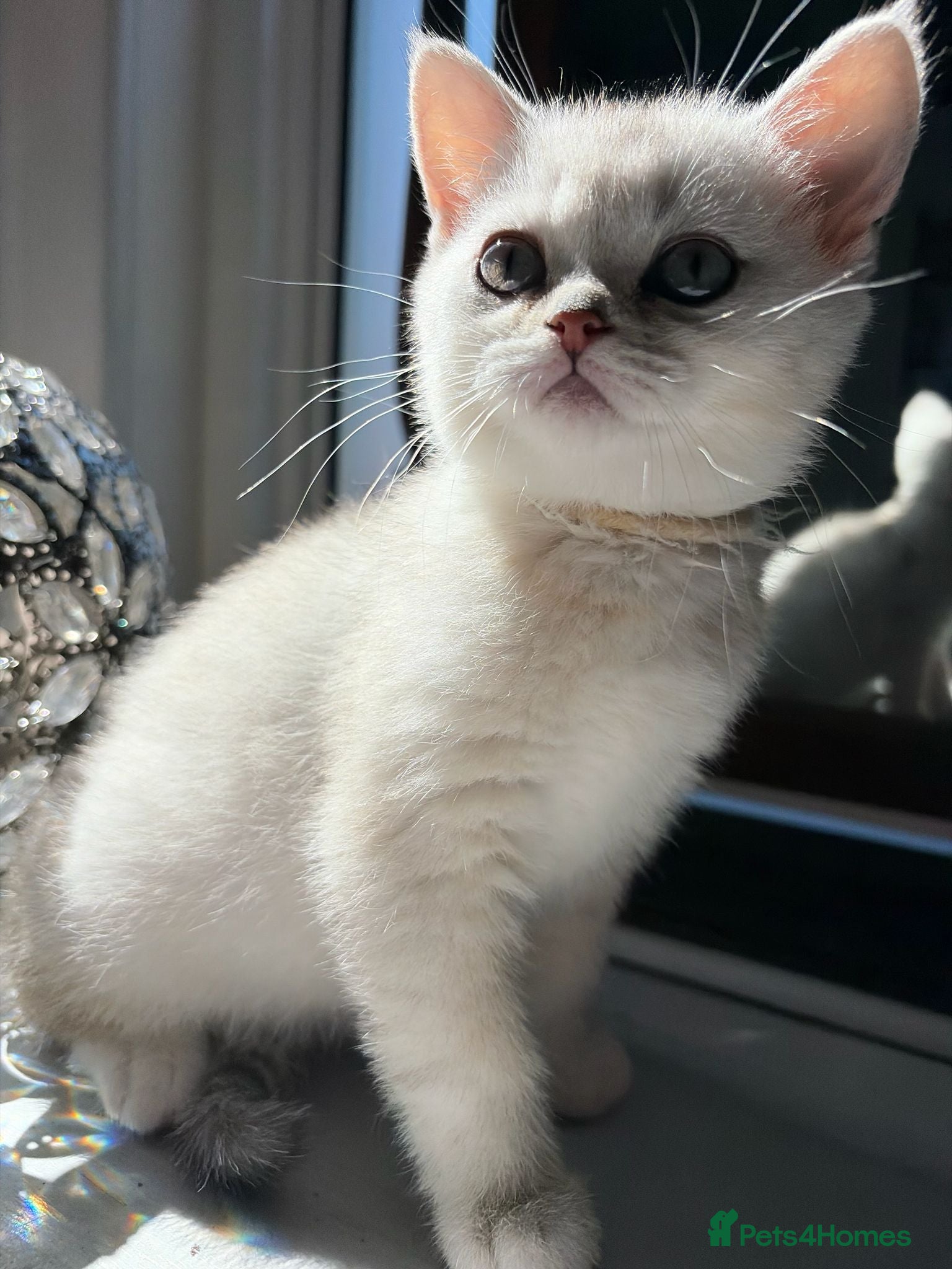 British Shorthair cats for sale: Cute Playful British shorthair kitten - Advert 3