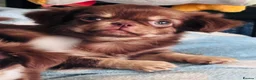Chihuahua dogs for sale: Beautiful long coat puppies  - Advert 8
