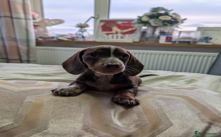 Dachshund dogs - Advert 15