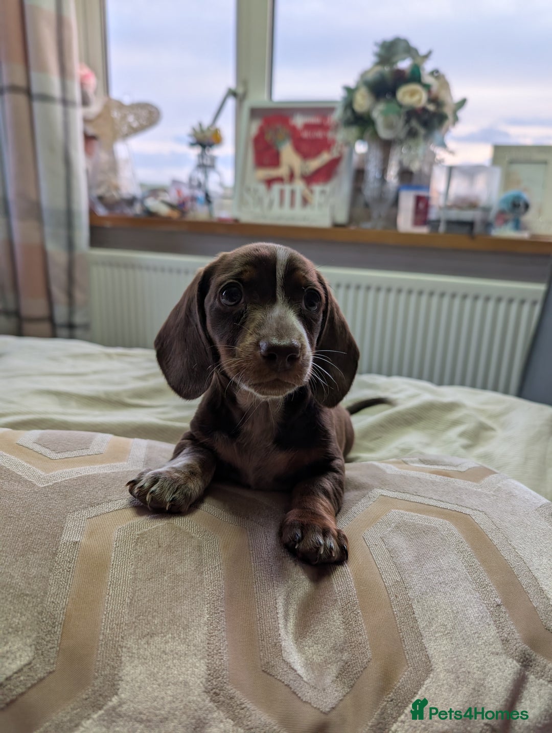 Dachshund dogs for sale: Dachshund  - Image 1