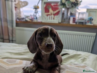 Dachshund dogs - Advert 9