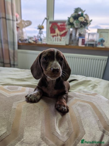 Dachshund dogs - Advert 4