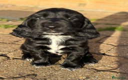 Cockerdor dogs for sale: Cockerdor puppies ready 10th October.  - Image 16
