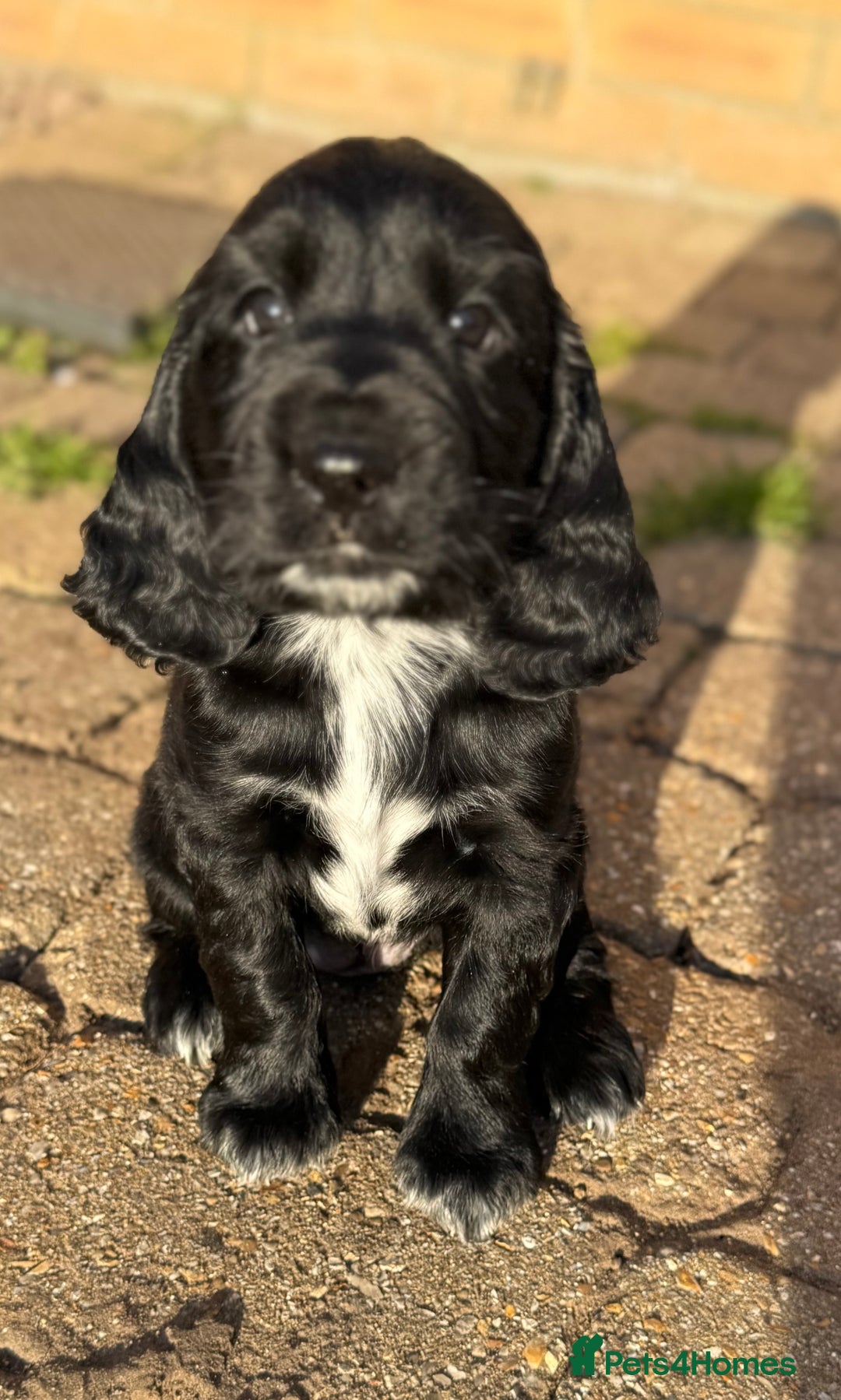 Cockerdor dogs for sale: Cockerdor puppies ready 10th October.  - Image 16