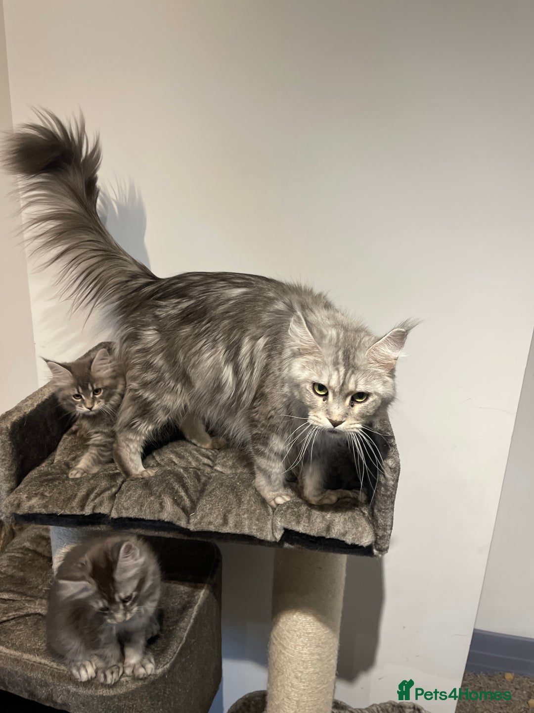 Maine Coon cats for sale: Maine coon kittens  - Advert 5