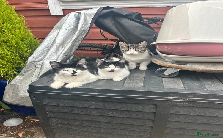 Mixed Breed cats in Enfield - Advert 8