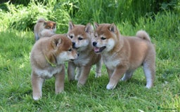 Japanese Shiba Inu dogs for sale: Beautiful Japanese Shiba Inu Puppies - Image 2