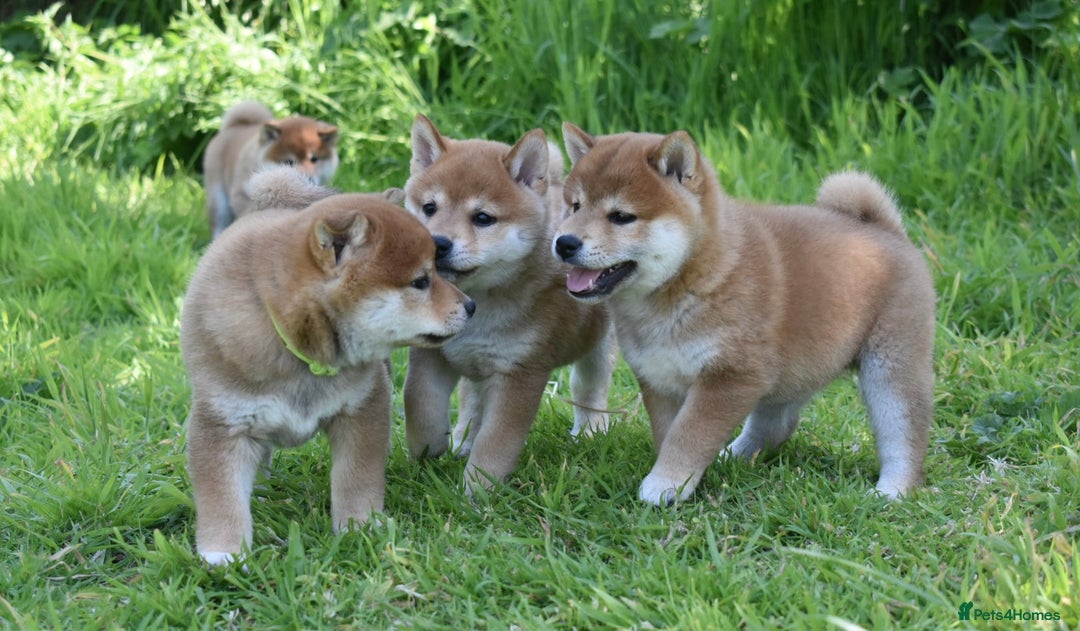 Japanese Shiba Inu dogs for sale: Beautiful Japanese Shiba Inu Puppies - Image 2
