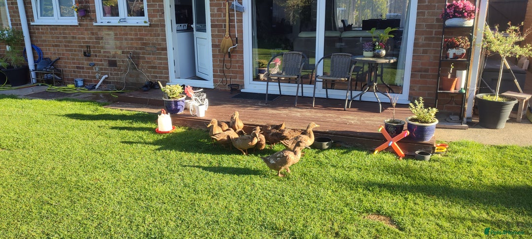 Ducks poultry for sale: Ducklings  - Image 1