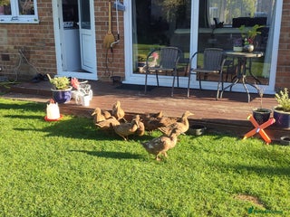 Ducks poultry - Advert 5