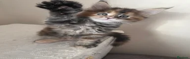 Maine Coon 1
