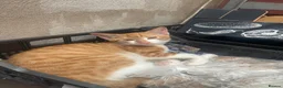 Mixed Breed cats for sale: 1 beautiful white ginger male kitten available £60 - Advert 3