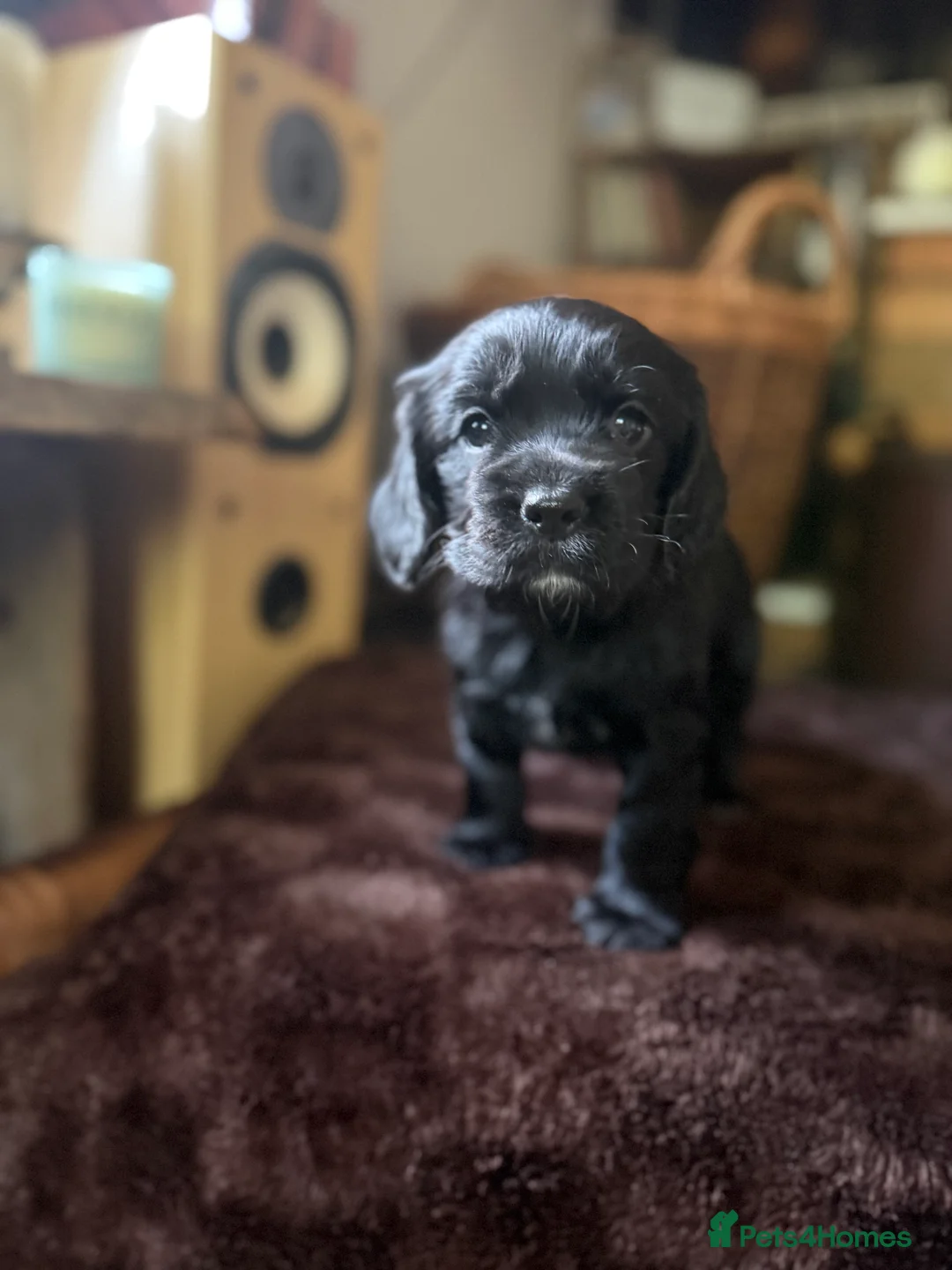 Cocker Spaniel dogs for sale: Working cocker spaniels - Advert 22