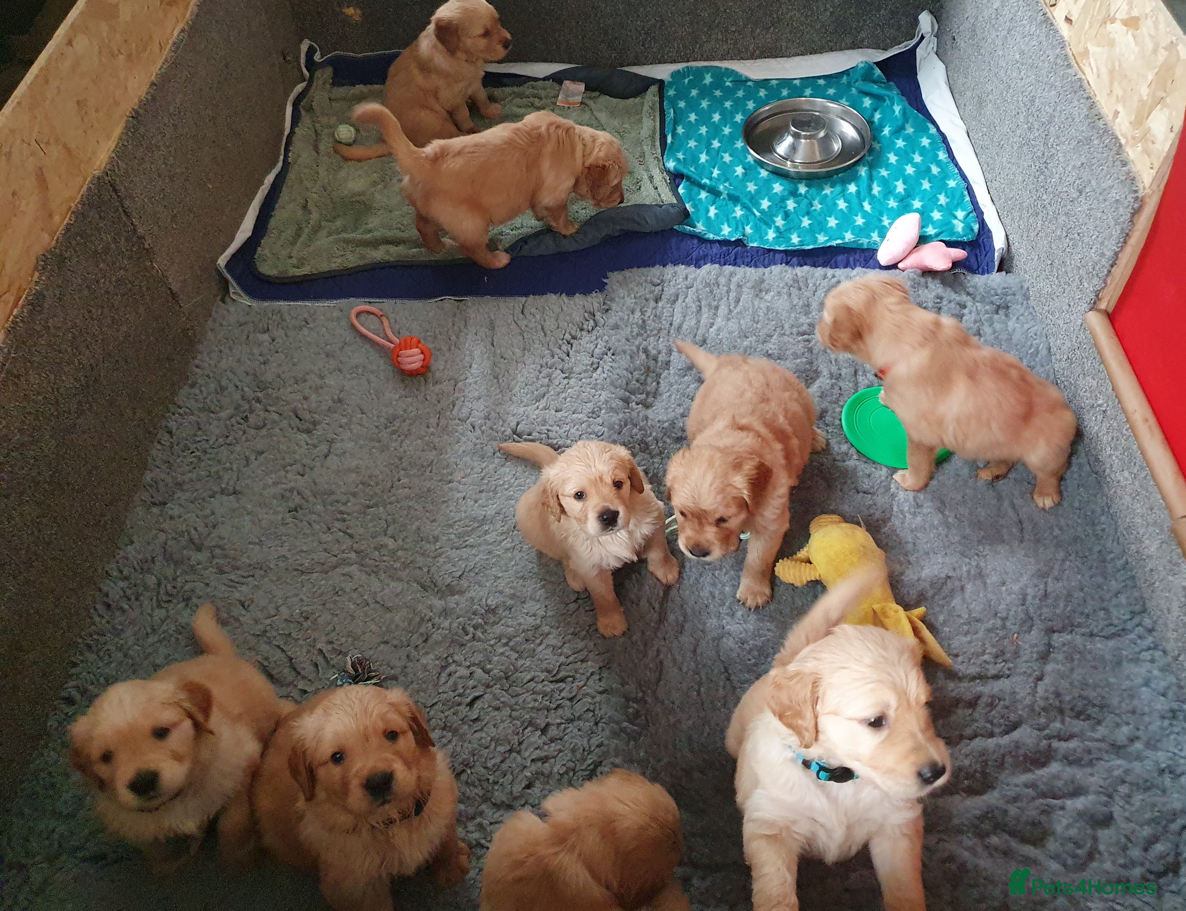 Golden Retriever dogs KC Registerd golden retriever puppies - Advert 2