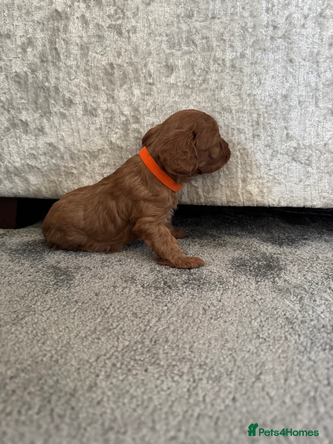 Cavapoo dogs for sale: Superb quality Cavapoo Puppies  - Advert 20